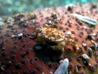 Swimmer Crab on sea cucumber - Lissocarcinus orbicularis - Schwimmkrabbe auf Seewalze