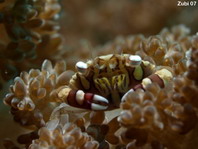 Swimmer Crab - Lissocarcinus laevis - Schwimmkrabbe 