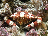 Swimmer Crabs - Portunidae - Schwimmkrabben