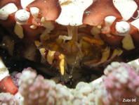 Swimmer Crabs - Portunidae - Schwimmkrabben