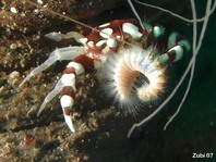 Swimmer Crab - Lissocarcinus laevis - Schwimmkrabbe 