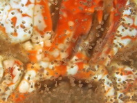 Mosaic Reef Crab - Lophozozymus pictor- Mosaik Krabbe