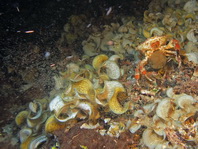 Mosaic Reef Crab - Lophozozymus pictor- Mosaik Krabbe