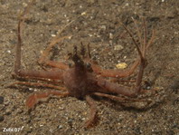 Philippine Scissor Crab - Lupocyclus philippinensis - Philiippinen Scherenkrabbe