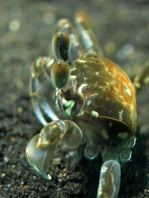 Petal-eyed Swimming Crab - Podophthalmus minabensis - Blütenblatt-Augen Schwimmkrabbe