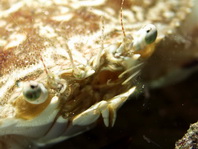 Swimmer Crab - Portunus pelagicus - Schwimmkrabbe