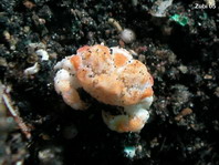 Dark Finger Coral Crabs - Xanthidae - Rundkrabben