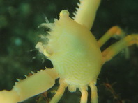 Coral Crabs - Trapeziidae - Korallenkrabben