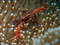 Coral Crabs - Trapeziidae - Korallenkrabben