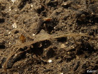 False Spider Crabs - Hymenosomatidae- Falsche Spinnenkrabben 