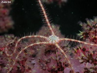 Dark Red-Spined Brittle Star - Ophiothrix purpurea - Schlangenstern