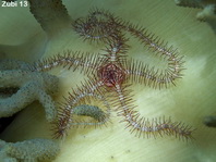 Dark Red-Spined Brittle Star - Ophiothrix purpurea - Schlangenstern