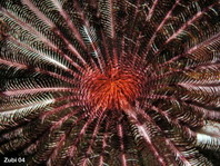 Pinnules of a feather star (Pontiometra) coated to help catch 