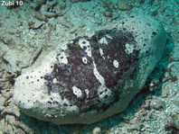 White Rumped Sea Cucumber - Actinopyga cf lecanora - Seewalze
