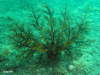 Large Burrowing Sea Cucumber- Neothyonidium magnum - Seewalze