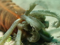 Sea Cucumber - Opheodesoma serpentina - Wurmseegurke