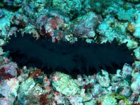 Horrid Sea Cucumber - Stichopus horrens - Schrecklich Seewalze