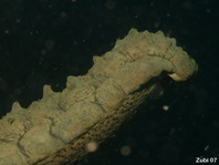 Varigated Sea Cucumber rearing up and releasing sperms - Stichopus variegatus - Scheckige Seewalze streckt sich nach oben und lässt Spermien ab
