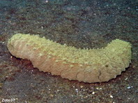 Varigated Sea Cucumber - Stichopus variegatus - Scheckige Seewalze