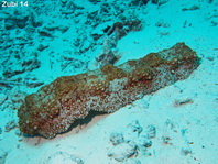Sea Cucumber - Thelenota anax - Riesen-Seewalze 