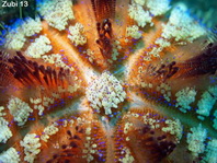 oxic Sea Urchins - giftige Seeigel