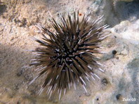 Matha's Sea Urchin - Echinometra mathaei - Mathaeus' Seeigel