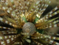 Sea Urchins - Regularia - Reguläre Seeigel