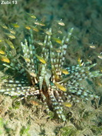 Sea Urchins - Regularia - Reguläre Seeigel