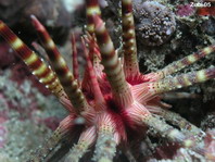 Sea Urchin - Eucidaris metularia - Seeigel