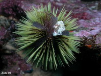 Toxic Sea Urchins - giftige Seeigel
