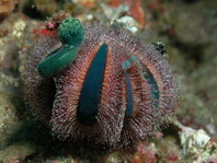 Sea Urchins - Seeigel