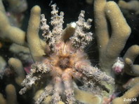 Sea Urchin - Prionocidaris verticillata - Seeigel