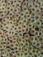 Toxic Flower Sea Urchin - Toxopneustes pileolus - Giftzangen-Seeigel (Rosen-Seeigel) 