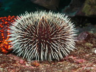 oxic Sea Urchins - giftige Seeigel