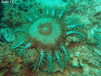 Crown-of-thorns Starfish - Acanthaster planci - Dornenkronen Seestern