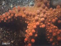 Firebrick Sea Star - Asterodiscides truncatus - Seestern