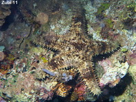 Sheriff-Badge Sea Star - Asteropsis carinifera - Seestern