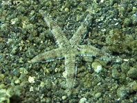 Comb Sea Star - Astropecten polyacanthus - Kammseestern