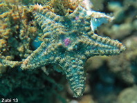 Cushion Sea Star - Bothriaster primigenius - Kissenseestern 