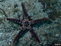 Hefferman's Starfish - Celerina heffernani - Heffermans Seestern