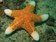 Granulated Sea Star - Choriaster granulatus - Gekörnter Kissenstern