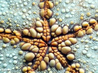 Pin-cushion Sea Star - Culcita novaguineae - Kissenseestern 