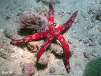 Luzon Sea Star - Echinaster luzonicus - Luzon Seestern