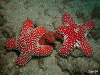 Striking Sea Star - Euretaster insignis - Seestern