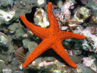 Sea stars - Valvatida - Klappensterne (Seesterne)