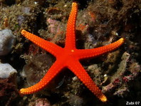Pacific Sea Star - Fromia pacifica - Pazifischer Seestern