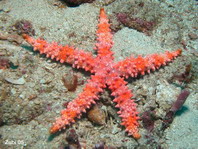Spiny Sea Star - Gomophia egeria - Seestern