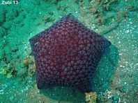 Cushion Starfish - Halityle regularis - Kissenseestern 