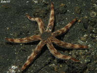 Comb Sea Star - Paxillosida - Kammsterne