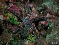 Starfish - Seestern